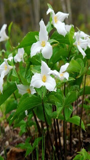 Trillium Grandiflorum (Snow Trillium)
